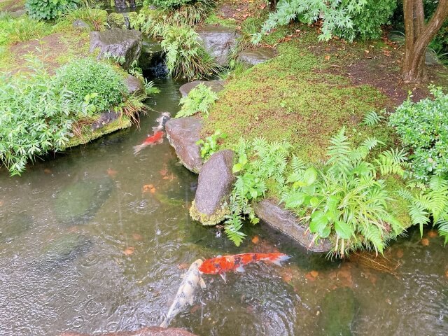 庭の池を埋める前に確認すること