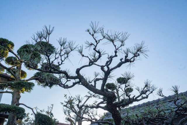 植栽撤去の費用を決めるポイント