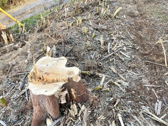 兵庫で抜根費用と必用なケース