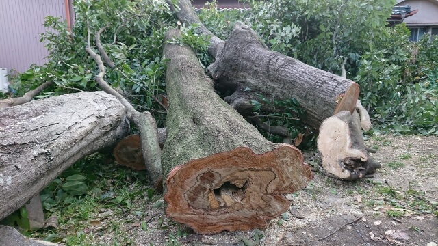 倉敷で抜根をしないと起こるトラブル